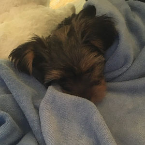 Meet your Posher, Denise